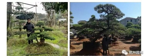 浙里故事 | 精心組織，高效推進國際一流展園建設