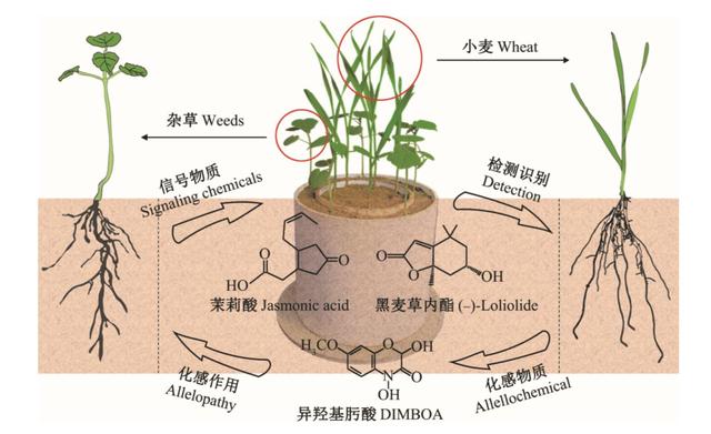 為了生存它們整日“竊竊私語”，相鄰植物釋放的化學物質到底在表達什么