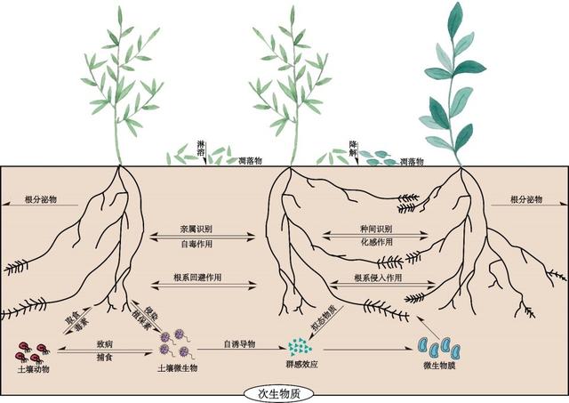 為了生存它們整日“竊竊私語”，相鄰植物釋放的化學物質到底在表達什么