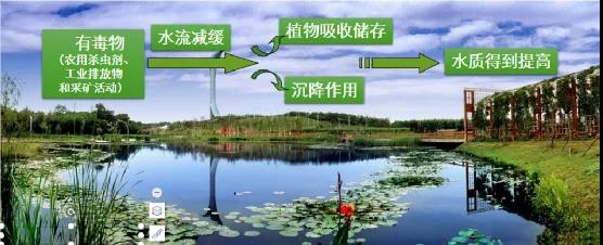 鮑達(dá)明：加強濕地保護(hù)，促進(jìn)綠色發(fā)展