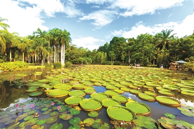 版納植物園：生物多樣性保護的樣板