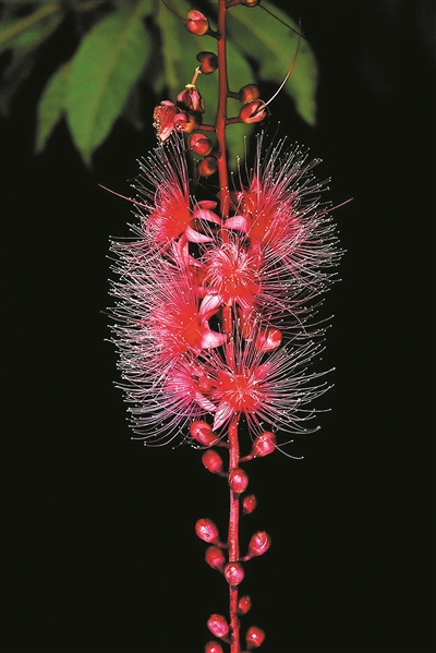 版納植物園：生物多樣性保護的樣板