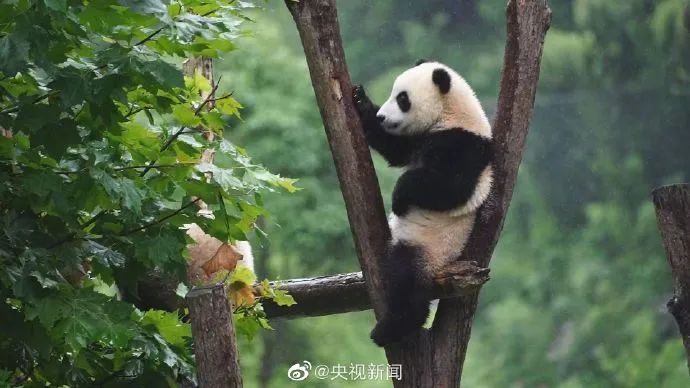 北京大熊貓公園，要來(lái)了！