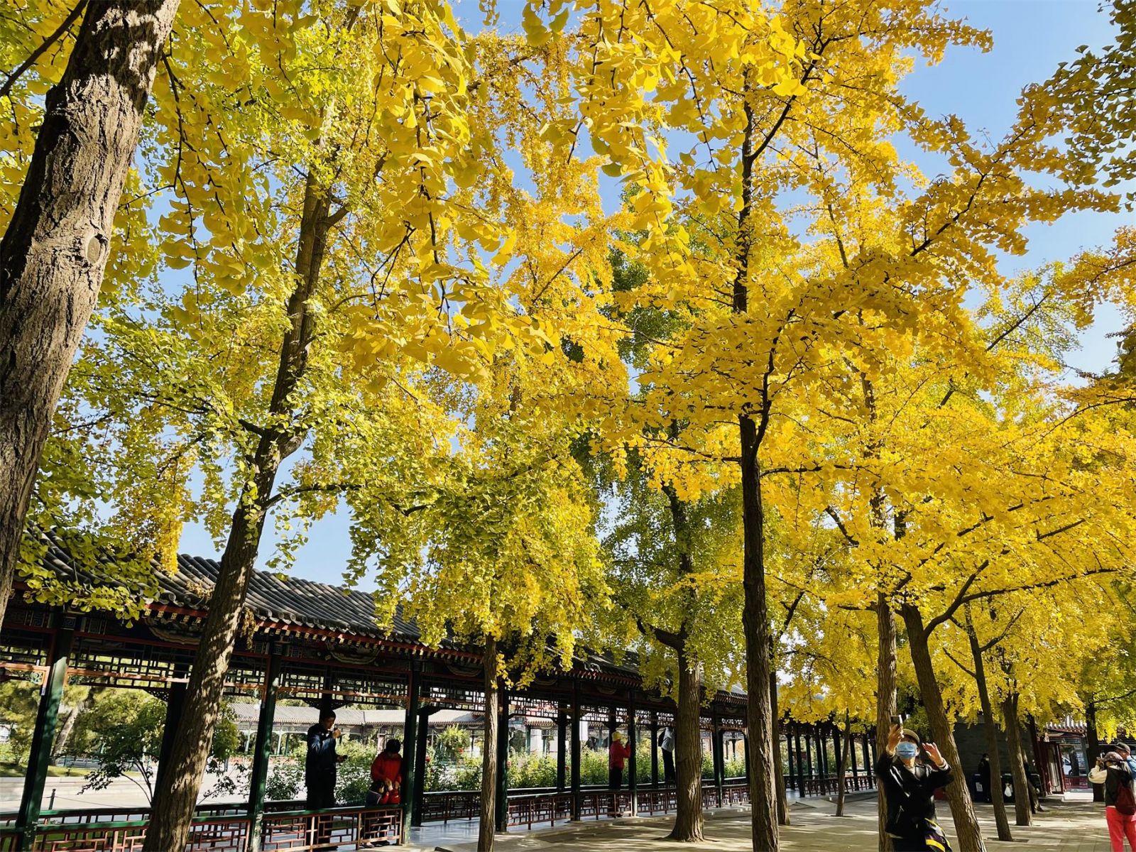 斑斕成景 北京市屬公園推出30處彩葉觀賞地