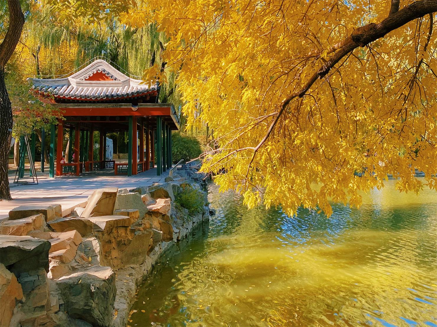 斑斕成景 北京市屬公園推出30處彩葉觀賞地