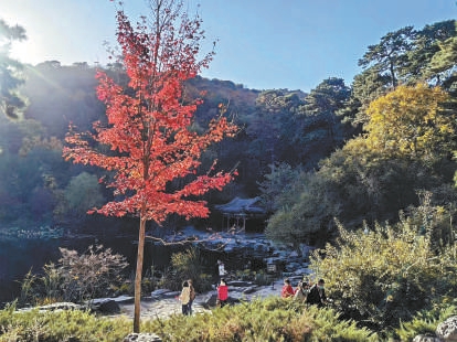 12年來持續(xù)增彩延綠 新優(yōu)樹種搶鏡京城秋日