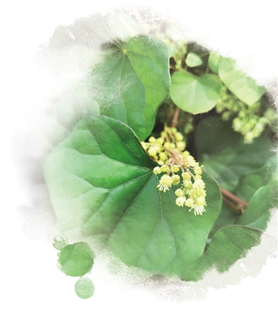 農(nóng)業(yè)文化遺產(chǎn)——為保護生物多樣性貢獻中國智慧