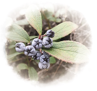 農(nóng)業(yè)文化遺產(chǎn)——為保護生物多樣性貢獻中國智慧