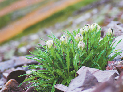冰天雪地，為何也有植物開花？