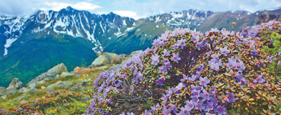 冰天雪地，為何也有植物開花？