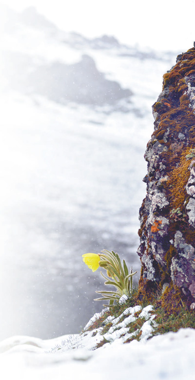 冰天雪地，為何也有植物開花？