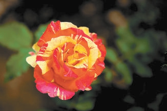 北京：10個“市花”新品種邀您命名