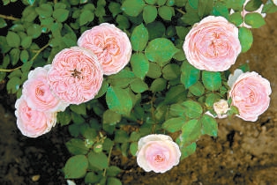 北京：10個“市花”新品種邀您命名