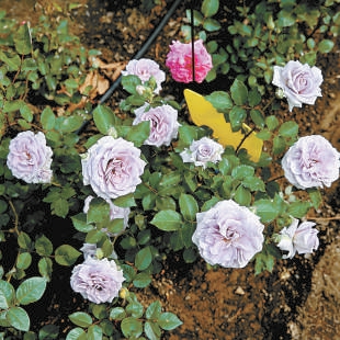 北京：10個“市花”新品種邀您命名
