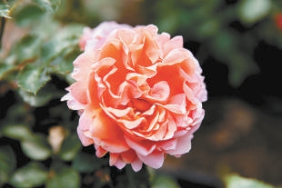 北京：10個“市花”新品種邀您命名
