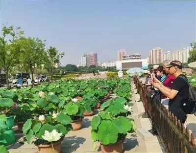 北京：蓮花池公園將舉辦北京市荷花文化節