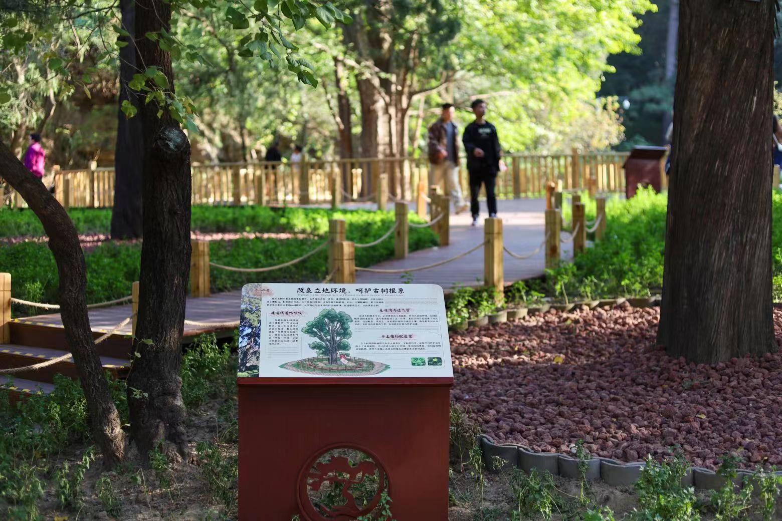 北京香山公園設立首個古樹保護示范區(qū)