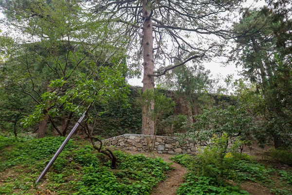 北京香山公園設立首個古樹保護示范區(qū)