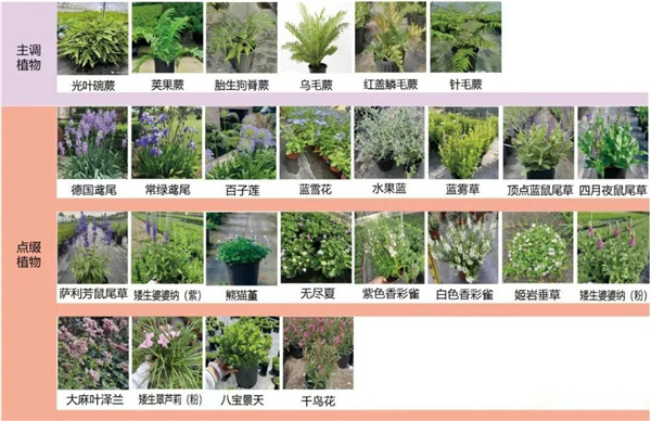 園冶杯參賽作品丨金地新樂里項(xiàng)目景觀花境工程