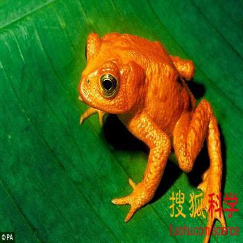 全球升溫太快或將帶來新一輪的物種滅絕(組圖)