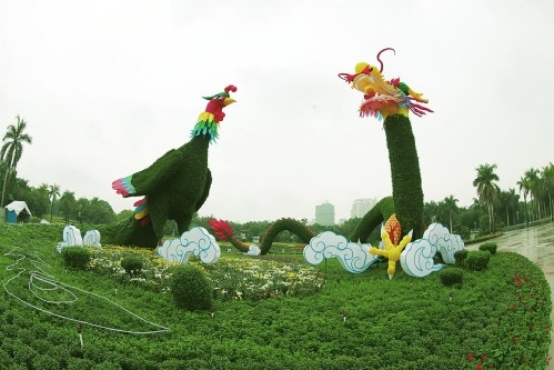 廣西：南寧南湖公園2萬盆菊花打造超級(jí)“龍鳳呈祥”