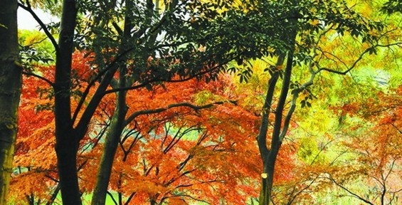 杭州太子灣公園彩葉樹進(jìn)入最佳觀賞季 
