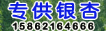邳州銀杏