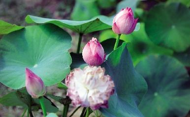 湖北：荷花“大腕”有望國(guó)慶與市民見面