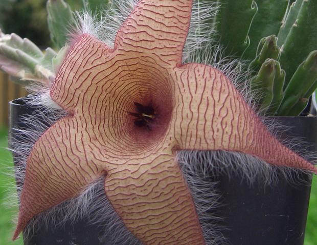 大豹皮花