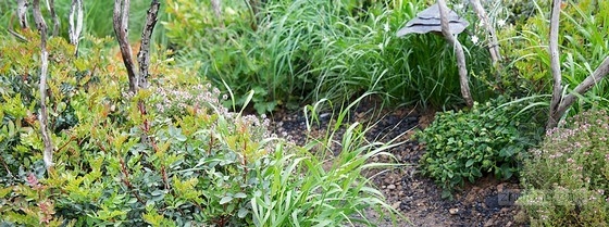 2013切爾西花展最具新意獎——“浴火重生”花園