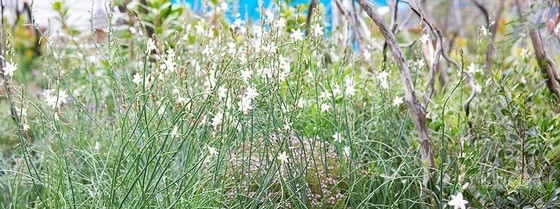 2013切爾西花展最具新意獎——“浴火重生”花園
