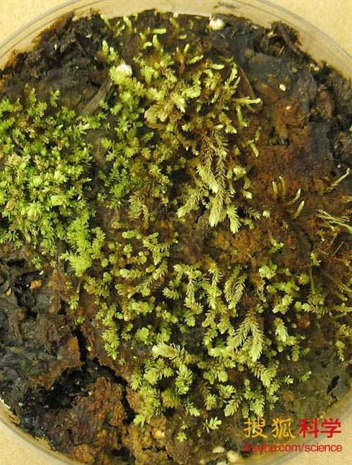 科學(xué)家成功復(fù)活400年前被冰凍的古老植物