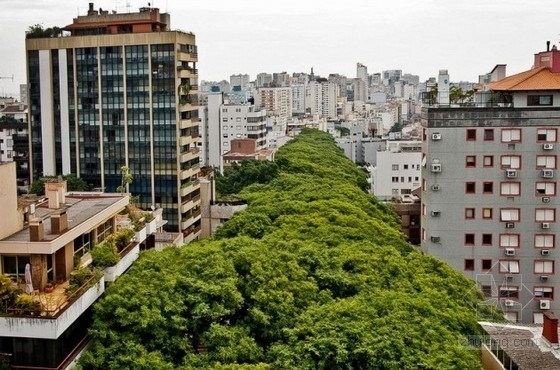 世界上最美的街道----巴西阿雷格里港大街