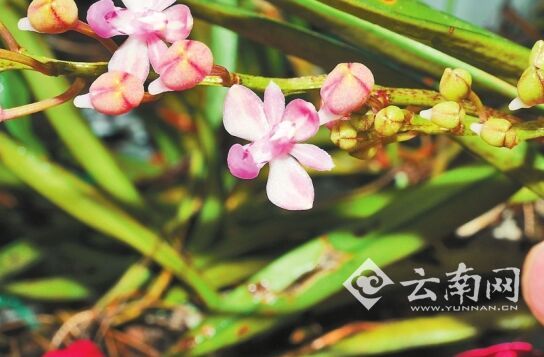 綠春石豆蘭