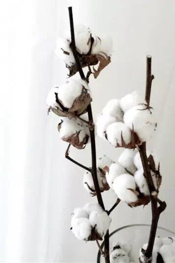 時(shí)尚花藝：棉花花藝