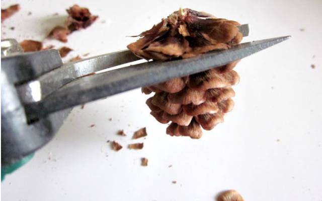 松果飾品，那些你想不到的美麗
