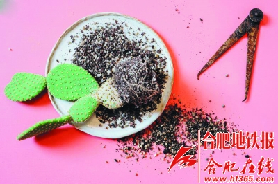 沙漠風情的多肉植物拼盆