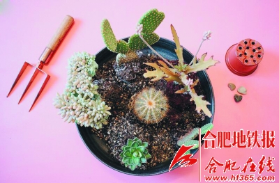 沙漠風情的多肉植物拼盆