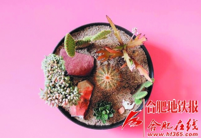 沙漠風情的多肉植物拼盆