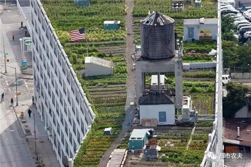 全球最大屋頂菜園如何運營