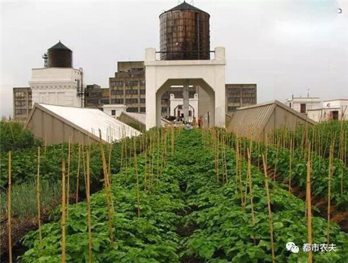 全球最大屋頂菜園如何運營