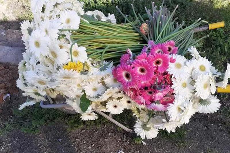 大量花展取消，花卉業(yè)何去何從？