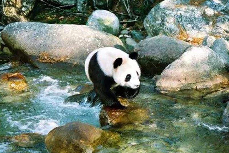今年陜西將完成國家公園體制試點(diǎn)任務(wù)