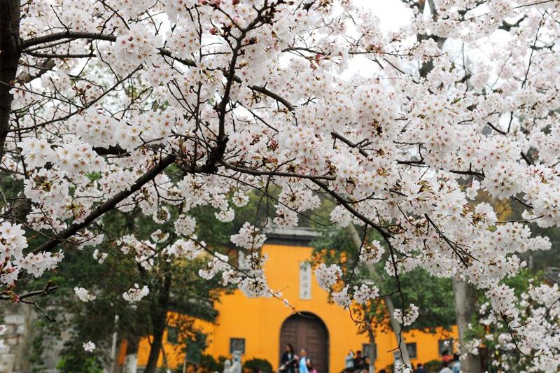 更多生產(chǎn)帶變成生態(tài)帶 南京長江兩岸將再添一批公園