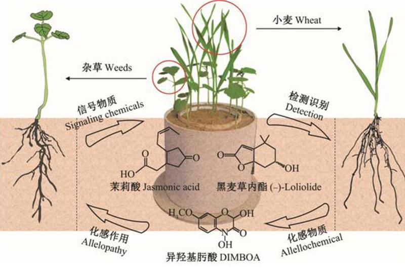相鄰植物釋放的化學(xué)物質(zhì)到底在表達(dá)什么