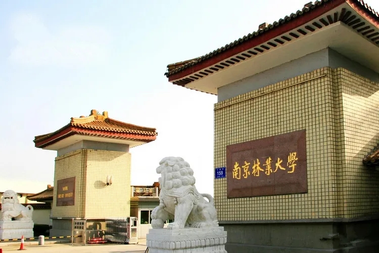 南京林業大學設計人才成跨界多面手