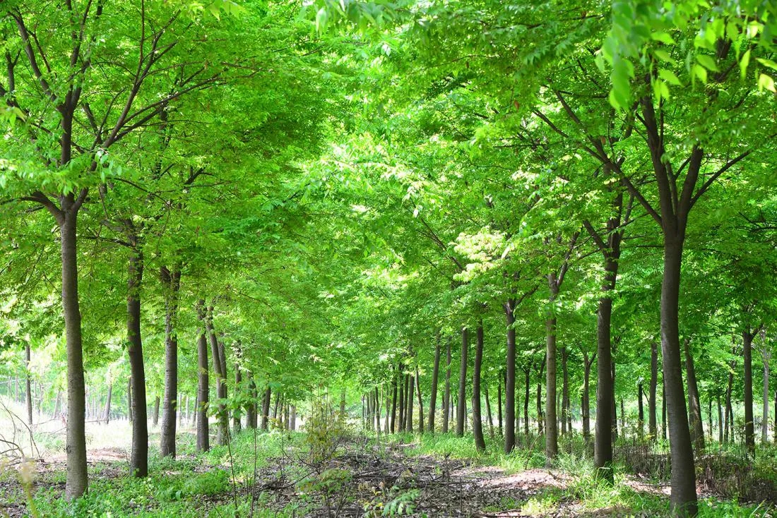 國家林草局：森林法實施條例修訂草案征求意見