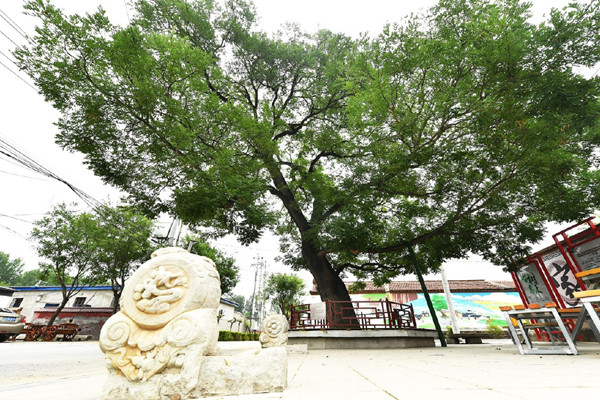 北京城市副中心有了古樹公園和古樹鄉村