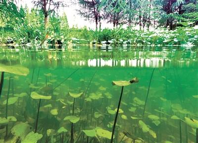 寧波植物園打造2.27公頃“水下森林”