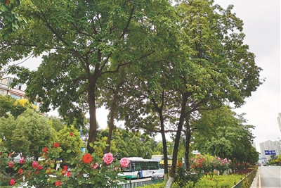 云南城鄉(xiāng)綠化美化三年行動(dòng)為園林行業(yè)帶來(lái)機(jī)遇